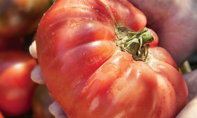 How To Grow Anything in Your Garden…Including Tomatoes