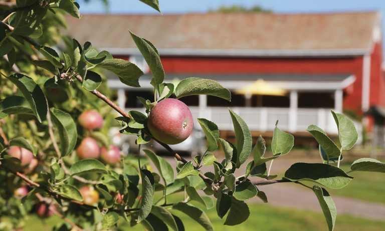 Culinary Road Trip: A Tour of the Capital Region’s Best Apple Orchards <h4 style='color:#999;font-weight: 300;font-size: 18px;margin-top:20px;' data-eio=