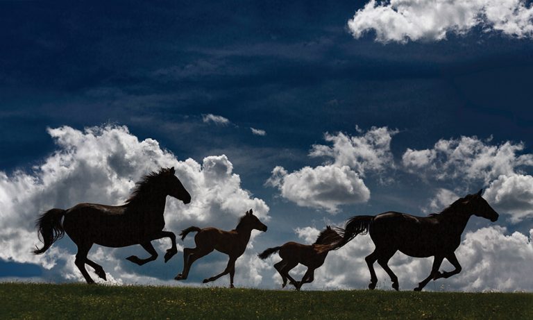 Art Before The Horse: Tracey Buyce’s Spectacular Horse Photography Will Take Your Breath Away