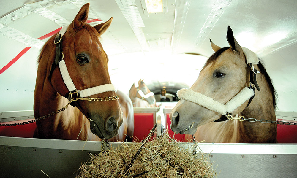 Transporting Horses