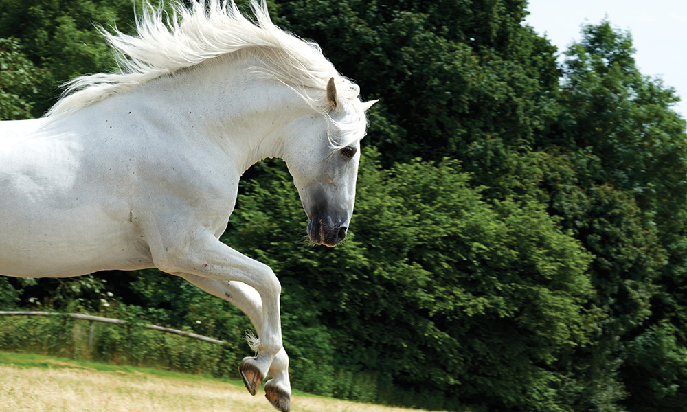 Mary horse. Белая лошадь. Царственная белая лошадь. Истинно белая лошадь. Белые лошади сверху.