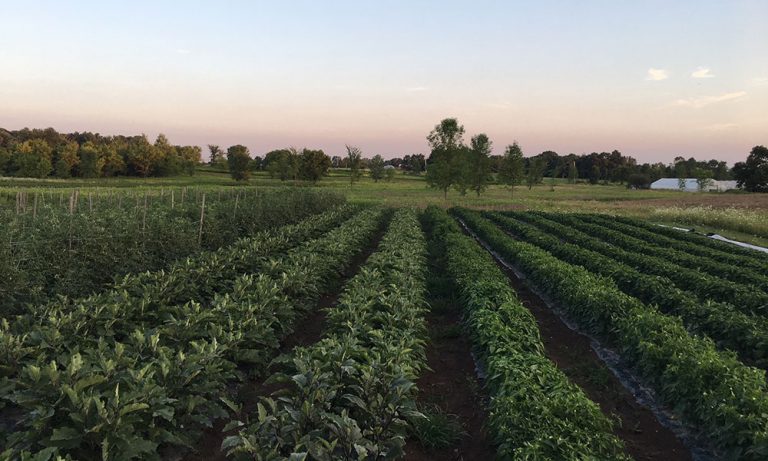 9 Miles East Farm: Making Takeout Healthy Again, One Delivery At A Time