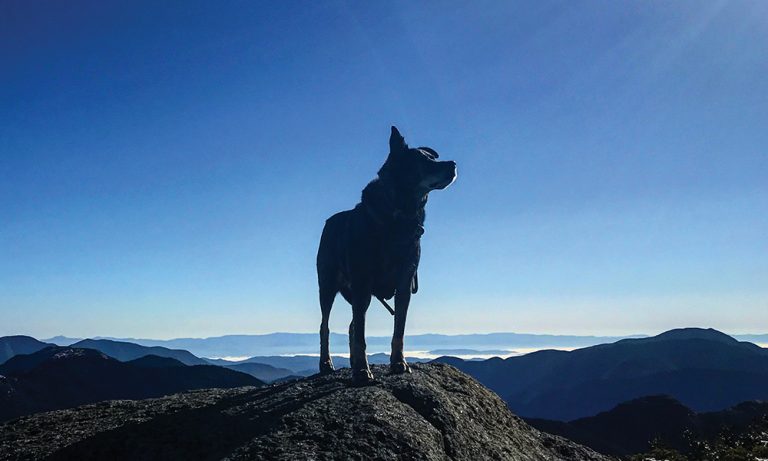 RIP Jackson: The Truly Amazing Story Of Jason Christopher And His Canine Climbing Companion (Updated)