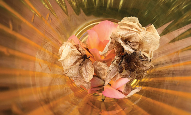 Photo Gallery: Terri-Lynn Pellegri’s Stunning Images Of Compost Are Anything But Trash