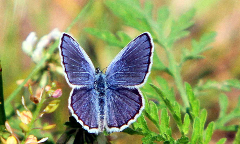 Wilton Wildlife Preserve & Park Is Heading Up A Local Effort To Save An Endangered Butterfly