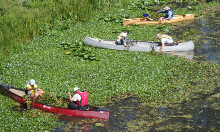 Saratoga PLAN, Kayak Shak To Host Water Chestnut Harvest Day On June 29