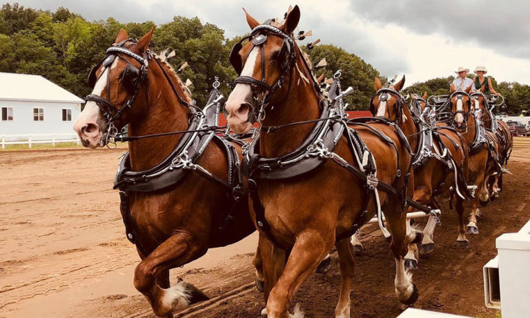 178th Saratoga County Fair Returns With Six Days Of Live Entertainment And Fun