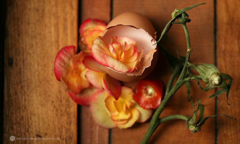 2019 Saratoga Wine & Food Festival: Photographer Terri-Lynn Pellegri On Her Compost-Themed Photo Exhibition (Exclusive)