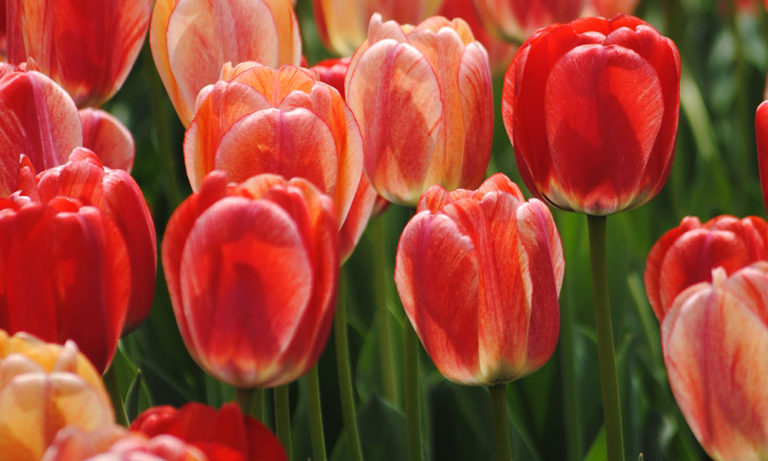 We Asked Albany’s City Gardener: Will The Tulips Still Bloom?