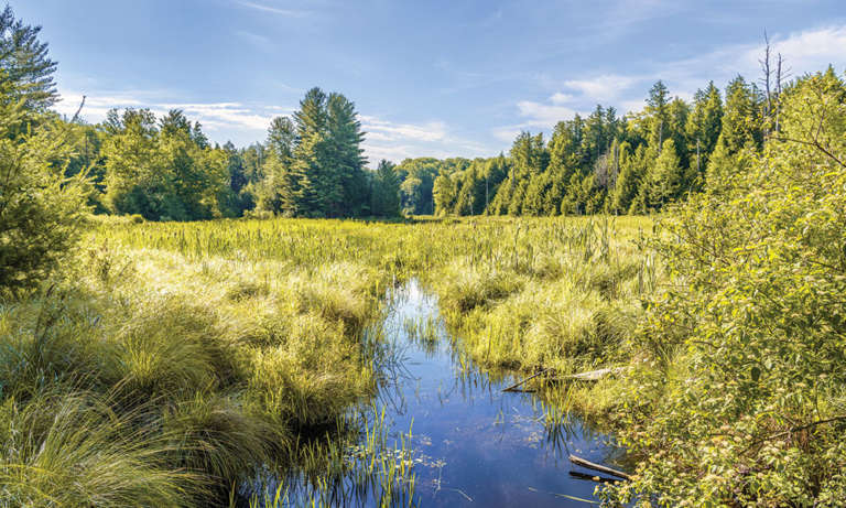 Being Green: Saratoga PLAN Working to Preserve Palmertown Range