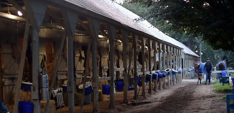 Gallery: Morning Workouts at Saratoga Race Course, Part 3