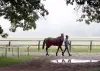 Gallery: More Scenes From Morning Workouts at Saratoga